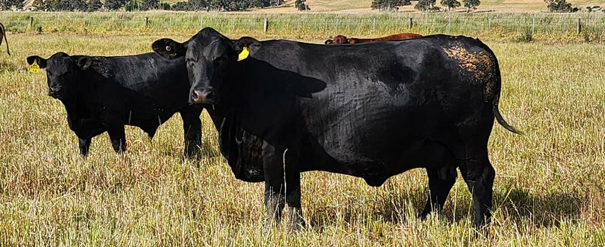 The Berlyn family has been using Angus genetics for the past six years, producing heavy crossbred steers and exceptional breeders. Picture supplied