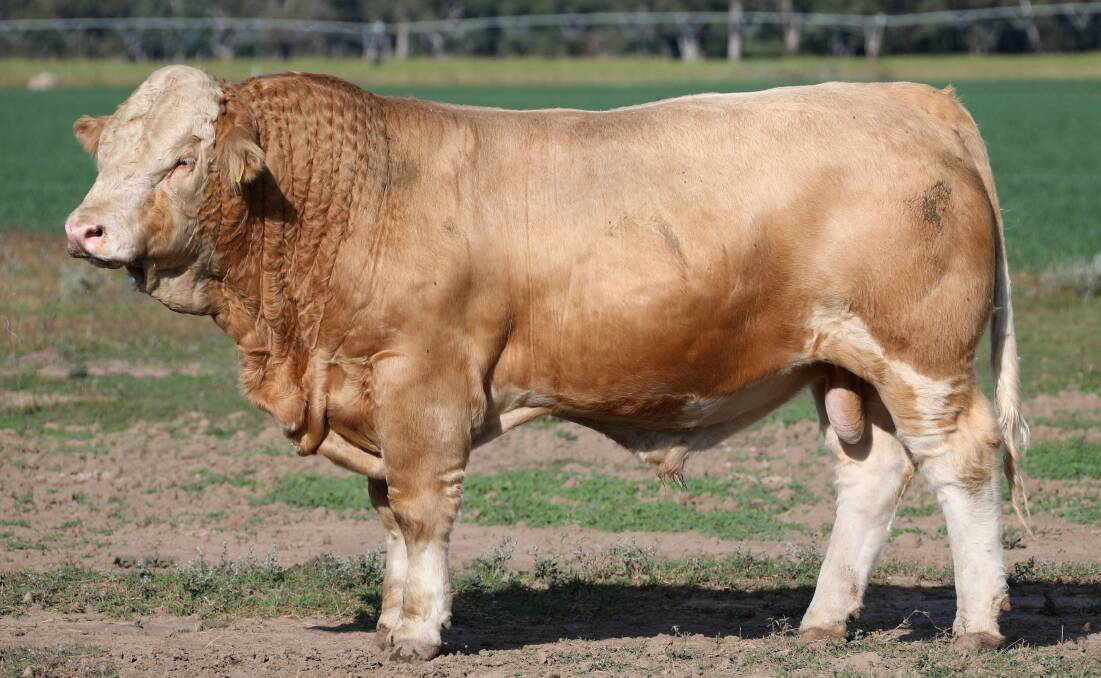 Lucrana P271 (P), also by Lucrana Hunter (P). There has been strong demand for Hunter sons at the past three Lucrana sales. 