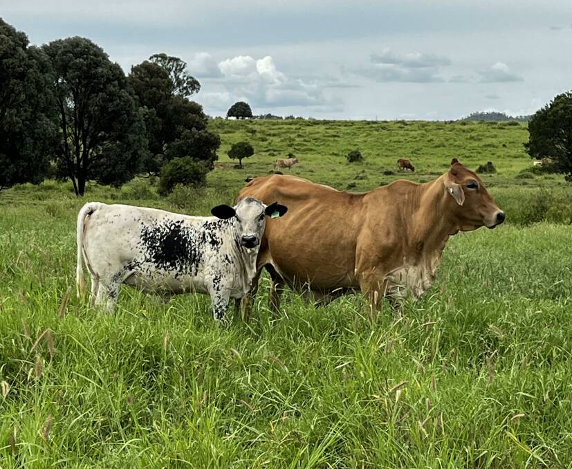 The Perrett family is producing high-yielding carcases using Speckle Park genetics in their Droughtmaster-based herd near Springsure, Queensland. Picture supplied