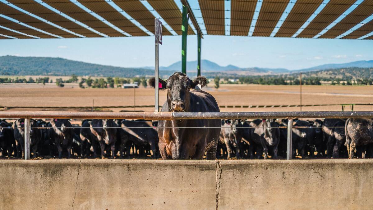 GRAIN-FED BEEF: Angus cattle are sourced through the Elders Killara supply chain, the Smithfield supply chain, and Allan Gillogly's Montroes Feedlot near Moree.