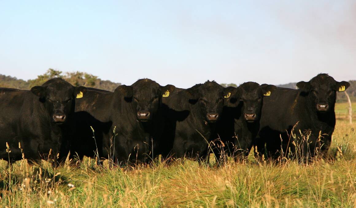 HIGH QUALITY: Dulverton genetics combine maternal and carcase traits to produce productive, profitable animals.