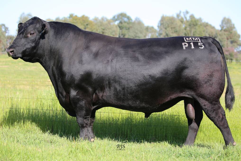 Paratrooper P15, aged three. Paratrooper is a leading Angus sire with more than 16,000 progeny. Picture supplied