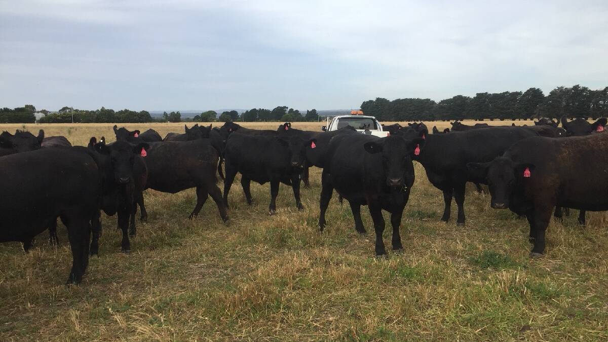 Angus females at Ian Wiley's Mt Mercer property in Victoria.