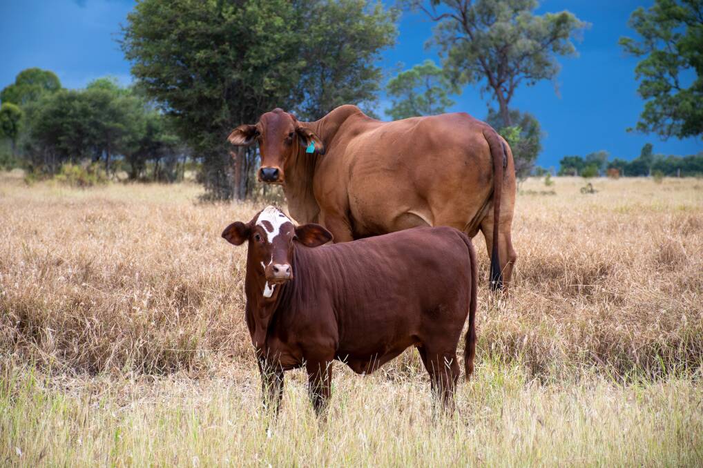 Hereford-cross cattle have the ability to meet multiple markets with improve carcase characteristics. Picture supplied