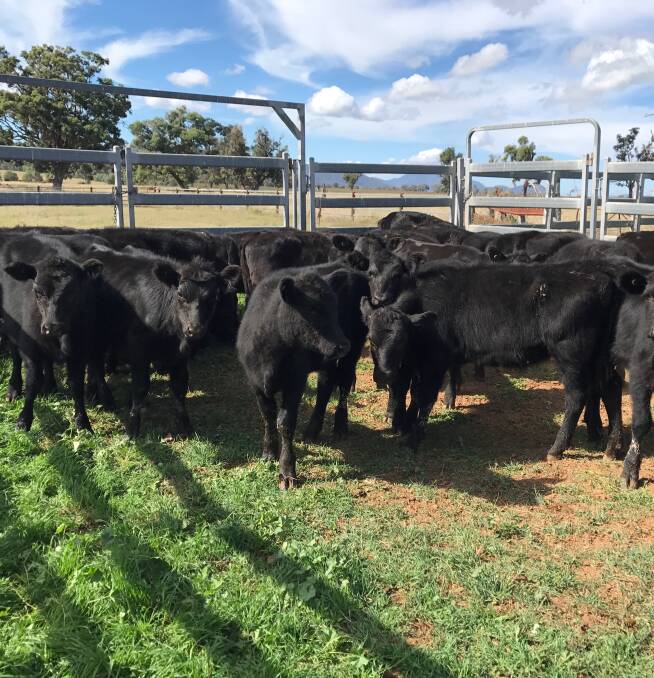 PADDOCK TO PLATE: Angus cattle are among the produce grown or raised on the property or close by to supply The Zin House restaurant.