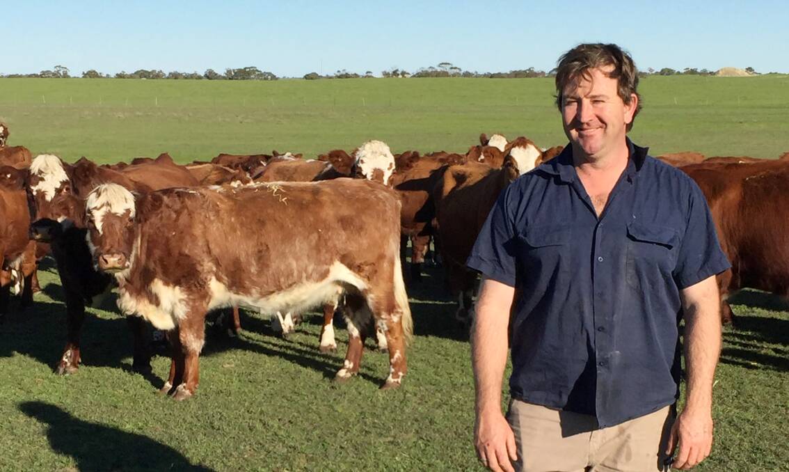 HIGH QUALITY: Michael Kempe with Simmental/Shorthorn-cross cattle at Culburra, SA.