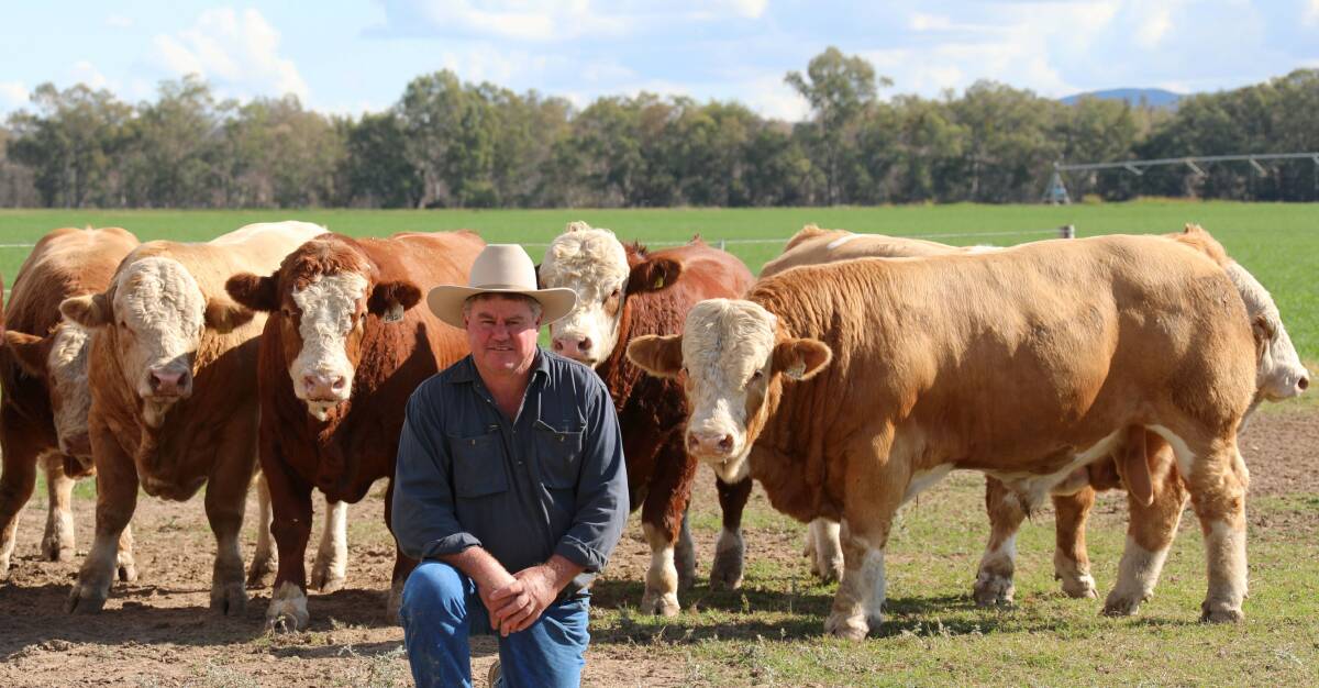 Lucrana Simmentals stud principal Andrew Moore with some of his sale bulls. 