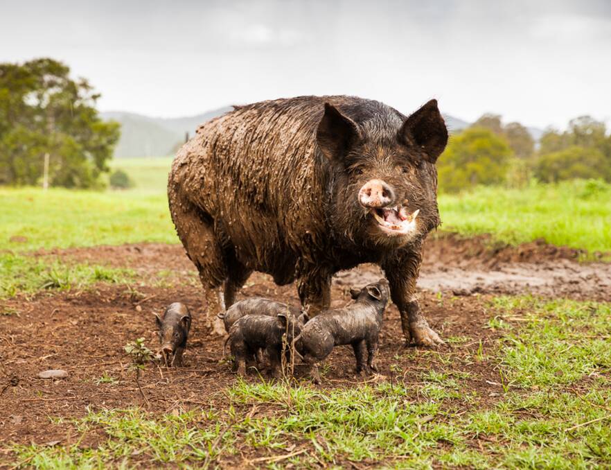 FREE RANGE: Near River pigs are pasture raised and spend their entire lives outdoors with huts for shelter.