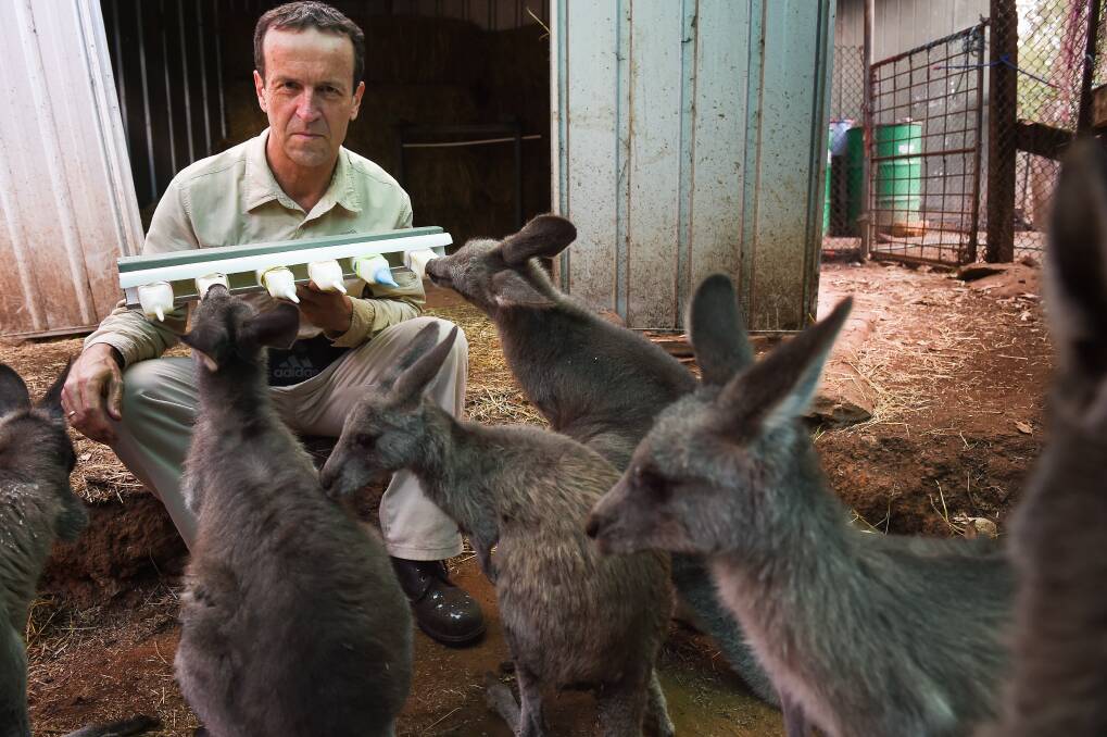 Chris Lehmann feeding 1-year-old kangaroos at Kangaloola Wildlife Shelter this week. He is worried the pet food trial could be extended into more Victorian council areas. Picture: MARK JESSER
