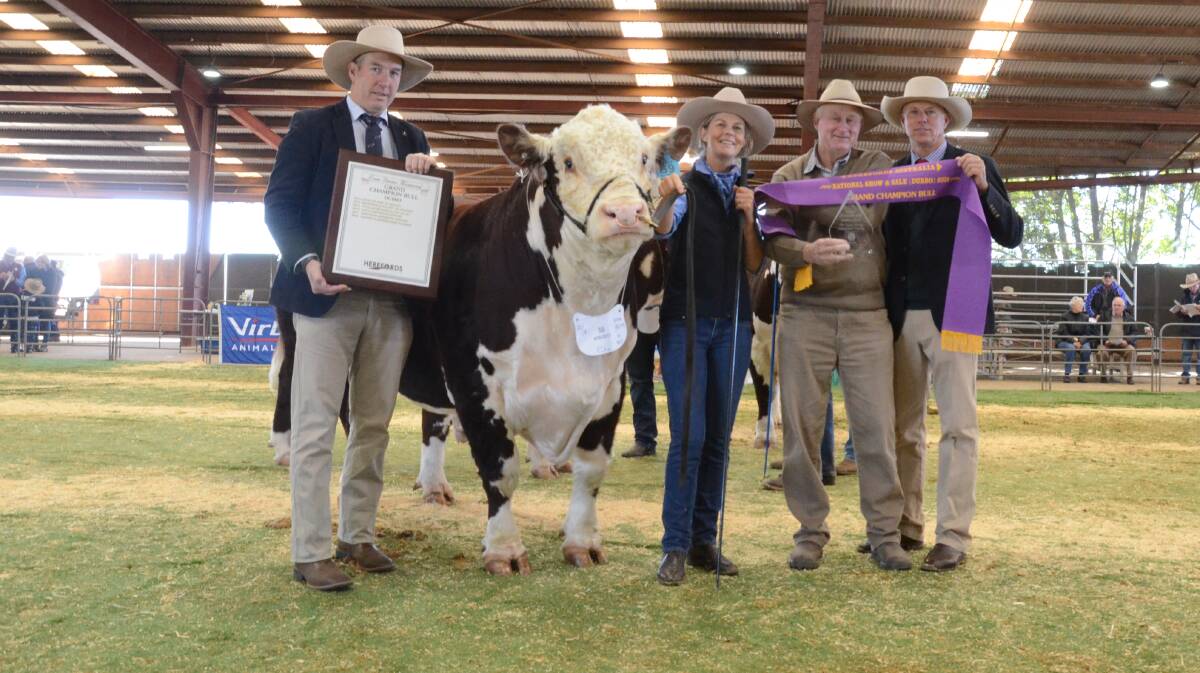 Herefords Australia general manager Andrew Donoghue with grand champion bull, the intermediate champion, Rayleigh Nullabor, held and exhibited by Sarah Holcombe, Rayleigh stud, Burren Junction, as Herefords Australia director, Pat Pearce, and the judge, Steve Reid, Talbalba stud, Millmerran, Qld, present the ribbon.