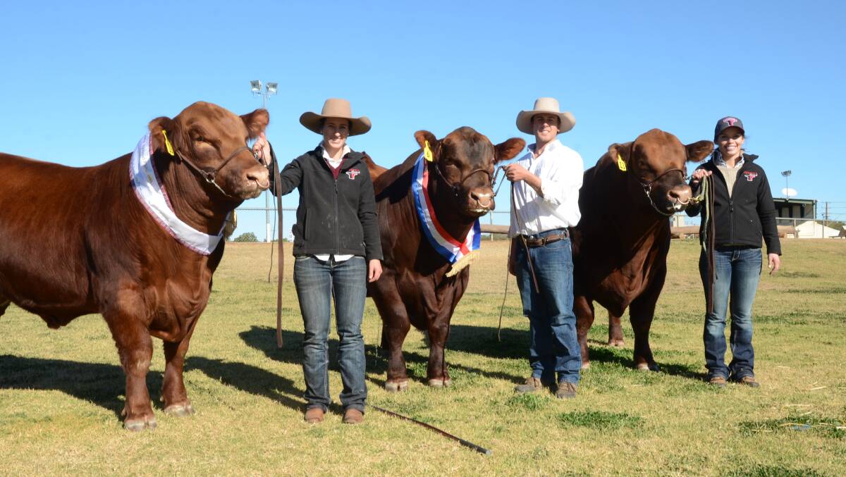 The Powe family Goondoola stud, Crago, sold equal top-priced Red Angus bull, Goondoola National, held by Nicole Skipper at right. National was purchased by the Llewellyn family, Jillangolo stud, Keith, SA. At left is junior and grand champion Goondoola Nebraska held by Hannah Powe and sold for $5000 to Thelma Laurie, Gloucester, while Peter McNamara holds senior champion Goondoola Never Forget which sold for $5000 to K5X Red Angus, Allora, Qld.