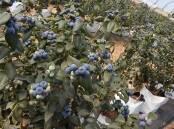 GROWING: Blueberries remain popular around the world, according to Rabobank research, which suggests the industry will continue to expand. 