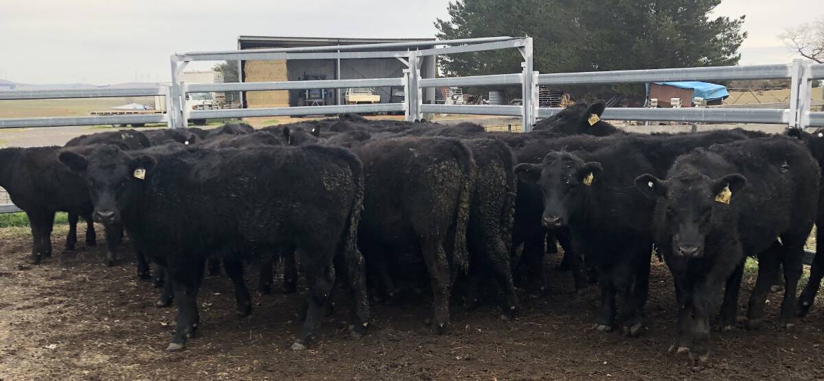 QUALITY: The Angus cattle at Montrose, Currawang, NSW, are bred for their quiet temperament, depth of body, plus length, structure and muscle. 
