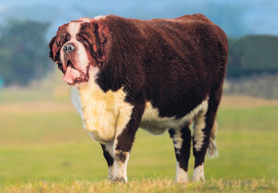 Hybrid vigour is the name of the game with this breed, as well as size in spades. If intending to parade a St Simmenardtal in a local show, it will require the mandatory small wooden barrel to be displayed hanging from their necks. Picture supplied