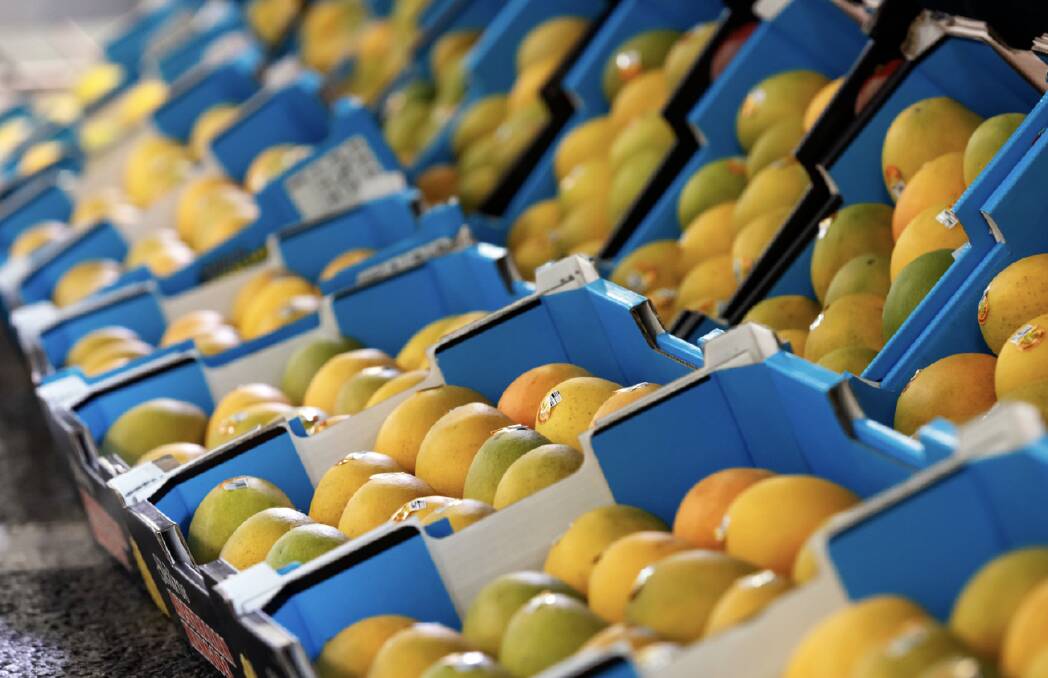 Wet weather and changing temperatures have delayed the start of this year's mango season, with supply predicted to surge after Christmas. Picture supplied