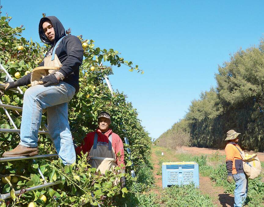 HARD WORKERS: There are mixed opinions among the agriculture community about the viability of the Seasonal Worker Program as a means of filling gaps potentially left by a backpacker shortage.