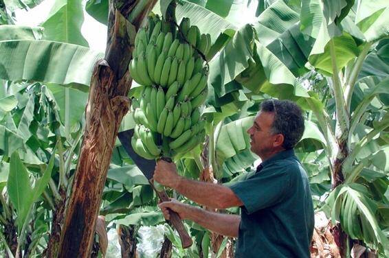 HARMONY: Developer of the red tip banana, Frank Sciacca, Boogan, north Qld says he aims to farm in harmony with nature. 