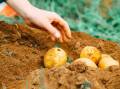 UP: Aussies love their spuds, with the 2020/21 Horticulture Statistics Handbook showing 87pc of Australian households purchased potatoes, buying an average of 1.7kg per shopping trip.