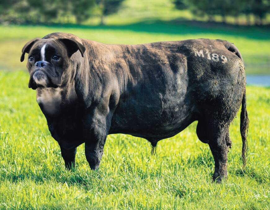 What a wonder of imaginary breeding is the Boxergus. The distinct mastiff head tops off desirable beef features which tend to attract a premium at the saleyards.