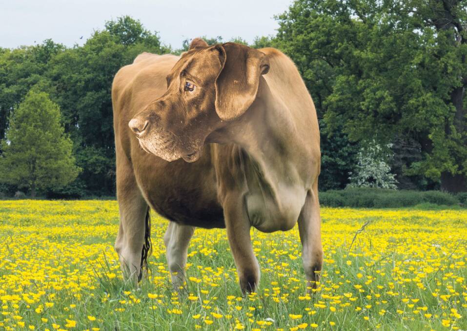 For sheer size impact, few can go past the Great Duernsey. Milk volume output is obviously increased due to the size genetics which is a handy bit of profit considering they consume about four times as much as other breeds. Picture supplied