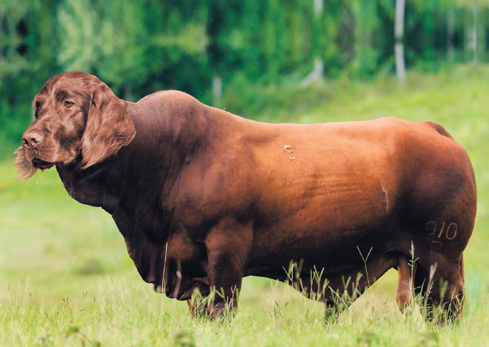 The Irish Santa Gersetter is an adaptable breed to many conditions within Australia. What's more, they are very handy when heading out for a spot of hunting, although their high speed lumbering approach tends to scare away any potential trophies. Picture supplied