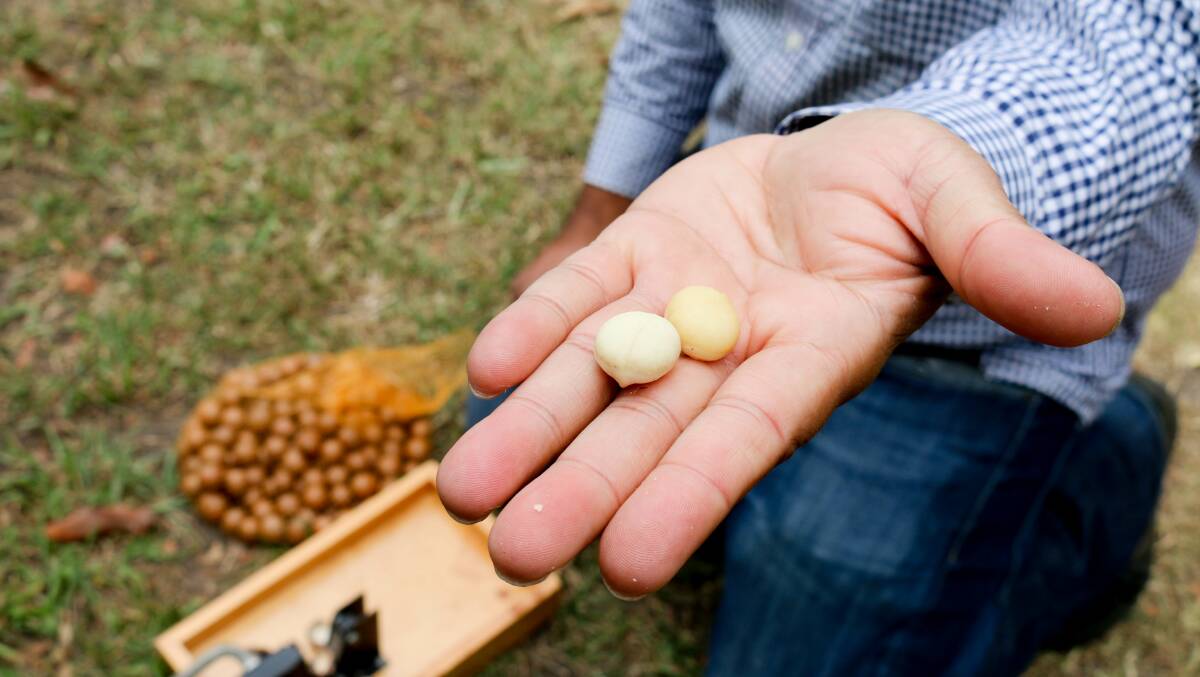 GROWTH: Australian researchers have traced the origins of the global macadamia industry back to a tree in Gympie. 