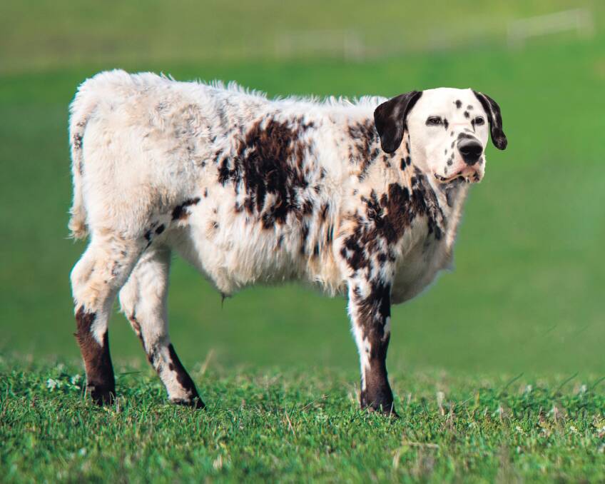It's a case of spots upon spots upon spots for this breed, with plenty of visual appeal despite sacrificing some height. They are most comfortable in herds numbering 101. Picture supplied
