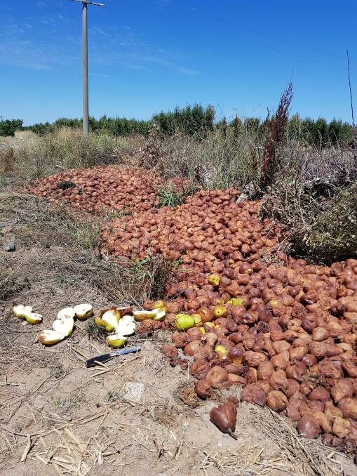 POOR FORM: Mass dumping of fruit on a property provides a harbour for fruit fly reproduction. 