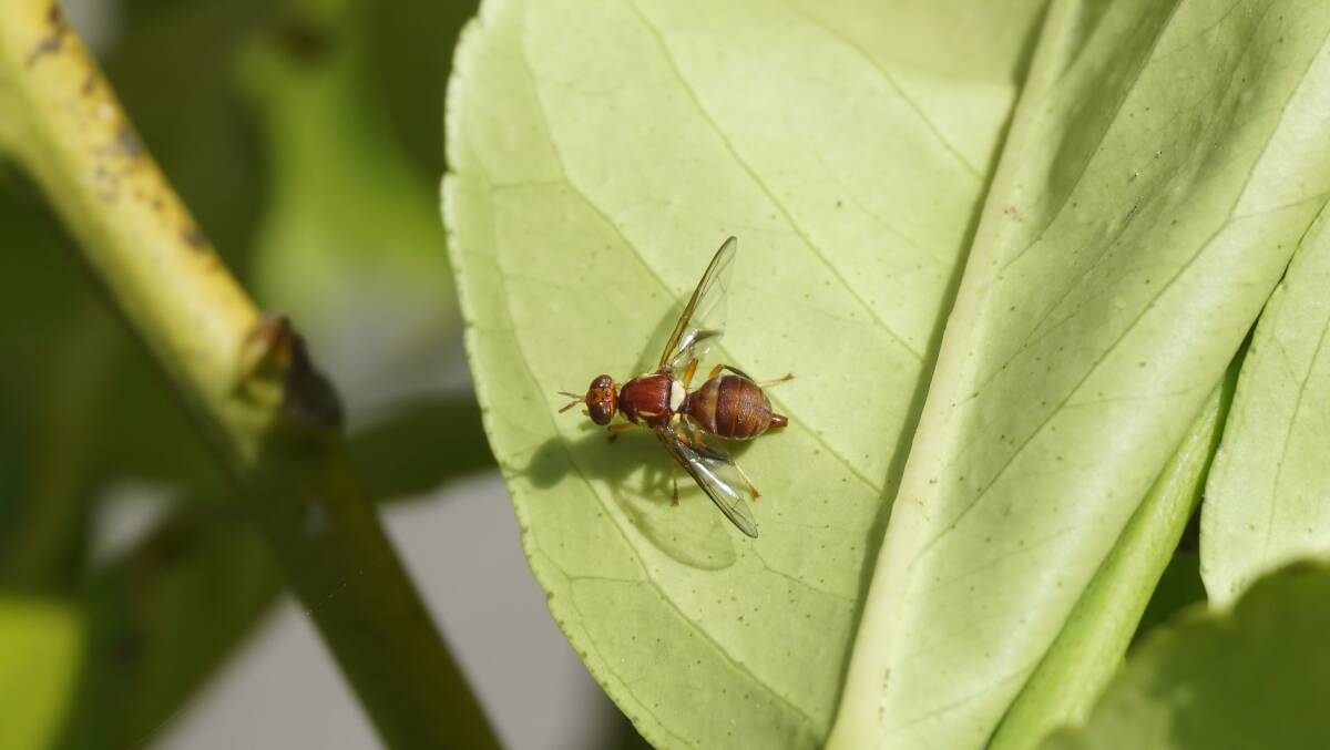 DUD: A sterile male Queensland fruit fly. 
