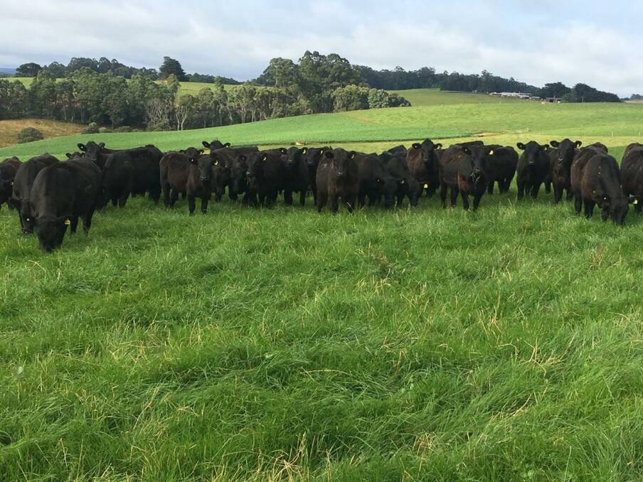 GREENERY: The property more closely resembles a dairy farm with a rotational grazing system to utilise the smaller paddock size.