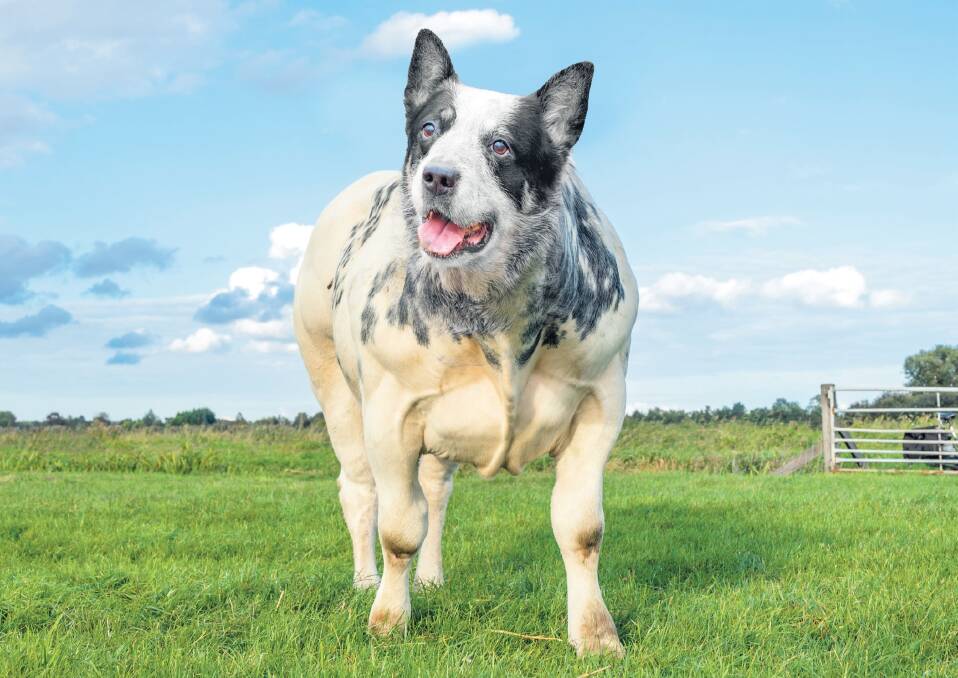 Rippling with muscles and a desire to round up cattle, Belgian Blue Heelers bear the special trait of being able to muster themselves. Picture supplied 