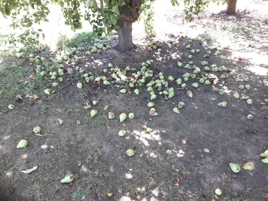 WARNING: Removing fallen fruit from orchards is essential in reducing fruit frly pressure. 