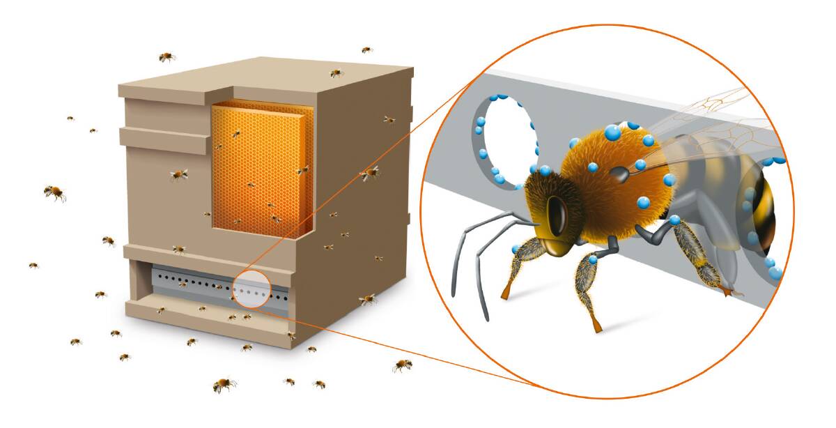 NEW: An illustration of the Varroa Gate, developed by Bayer, in order to help fight the pest insect which can affect bees. Image: Bayer Bee Care. 
