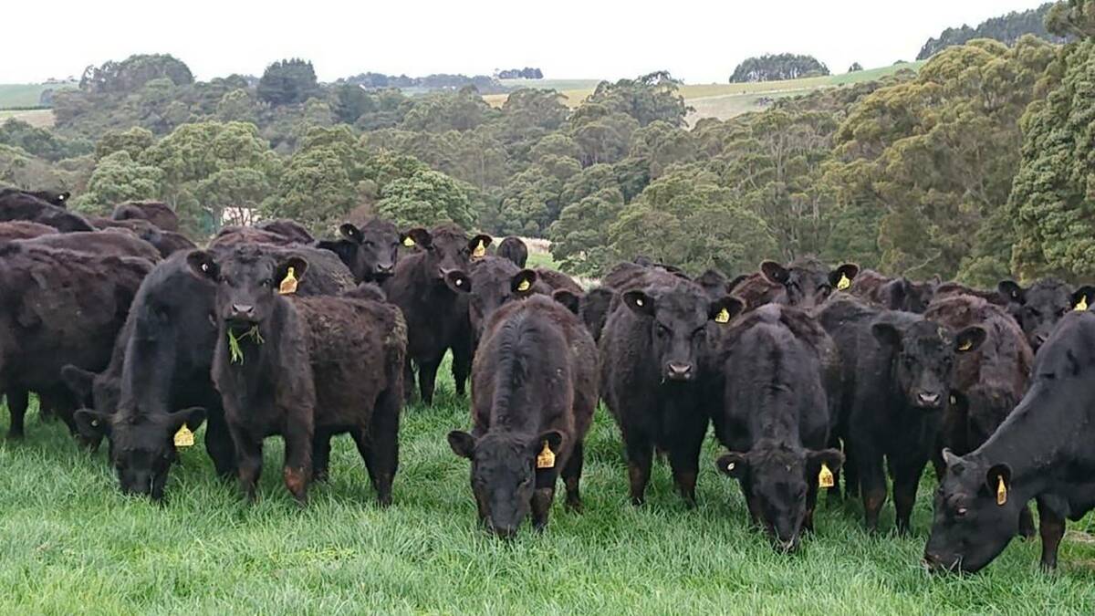 ENGAGED: Gavin Pearce says during last year's election campaign, he would regularly practise his speeches to his herd of placid cattle. 