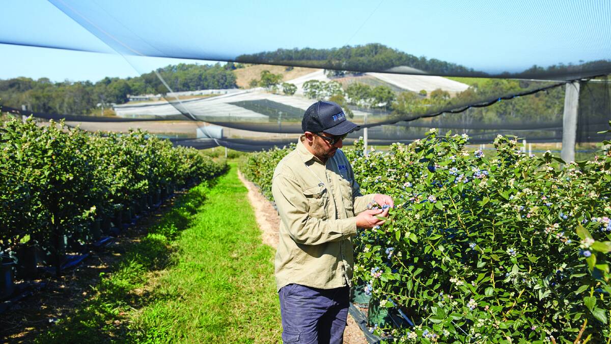 TOP GROWER: Banana grower turned blueberry producer, Brett Kelly, CEO, Oz Group Co-Op, features in the new NAB Agribusiness calendar.  

