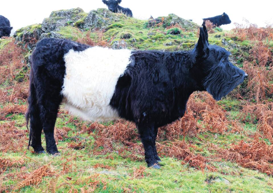 The Belted Scottish Gallowerrier is easily recognisable by the white strap around the midriff, and the beard below the chin. The breed was slated to appear in a dog food commercial back in the day, but that got canned due to the somewhat cannibalistic overtones that emerged. Picture supplied 