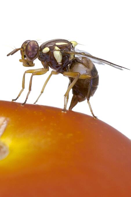 Sunraysia growers rank ‘surveillance’ as Q-Fly priority