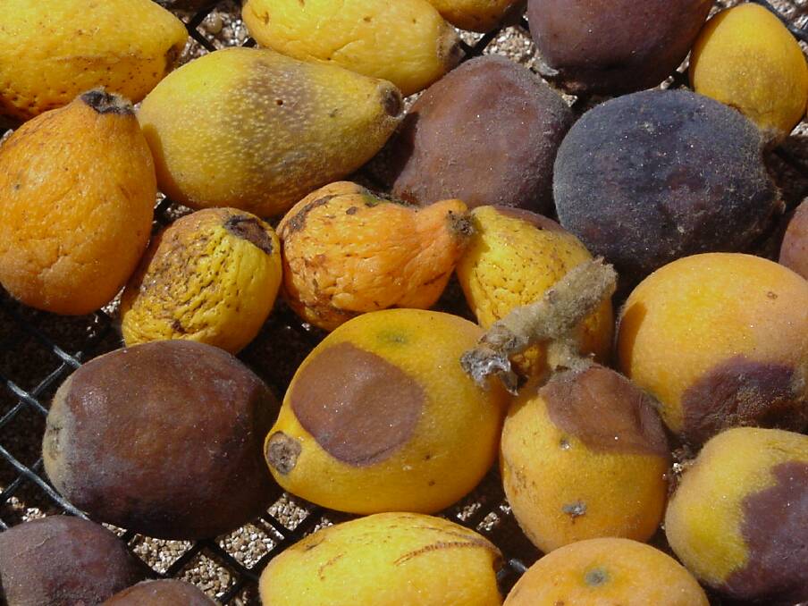 RISK: Damaged and infected fruit need to be properly destroyed to ensure larvae do not emerge. 