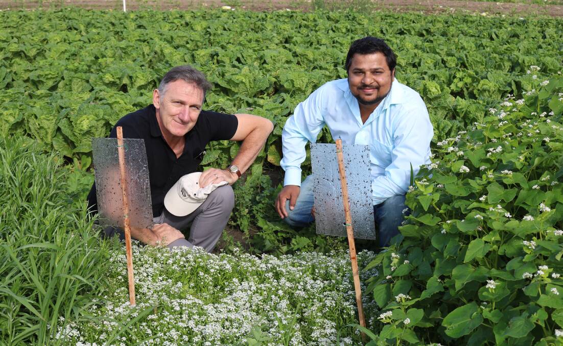 IN FIELD: Charles Sturt Professor Geoff Gurr and post doctoral researcher, Dr Syed Rizvi, are looking at positives of planting flowers within vegetable crops to attract beneficial insects. 