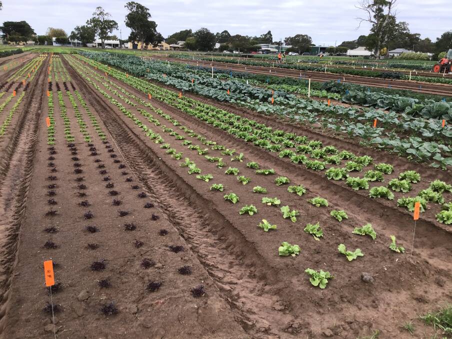 READY: Plantings have gone ahead for the East Gippsland Vegetable Innovation Days which will live stream presentations in May. 