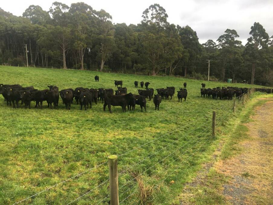 SIZE: The Angus herd consists of about 150 breeders, culled from a normal size of about 220 due to time constraints and drier than usual conditions.