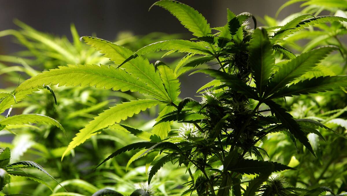 GROWING: Medicinal cannabis production is now legal in Australia but there is a significant wait to get the proper licences. 