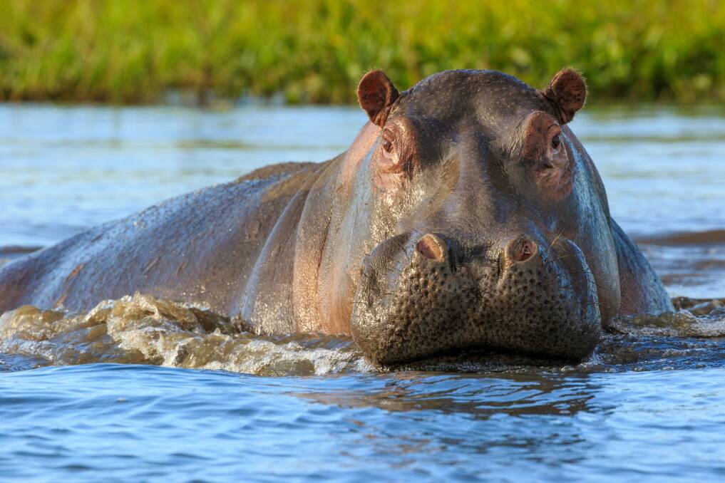 FLIRT: A hippopotamus, not unlike the one Farmer Will was observing, perhaps a little too closely, on last night's episode. Photo: Shutterstock. 