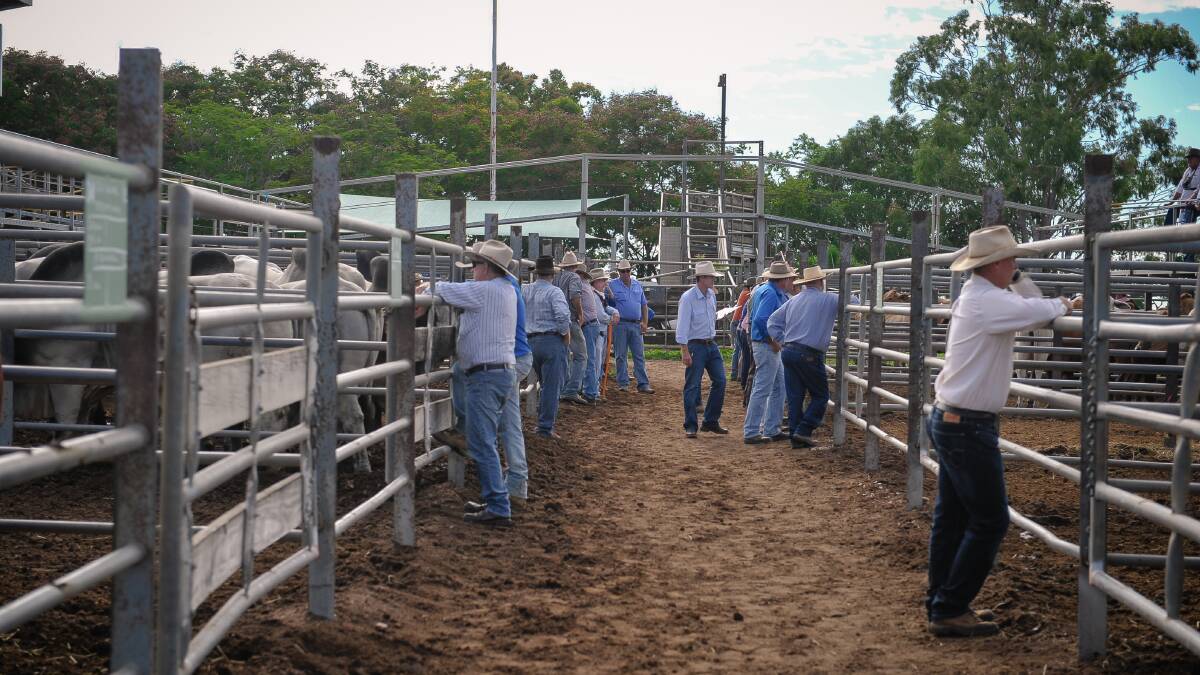Cows sell to 225c/$1300 at Charters Towers