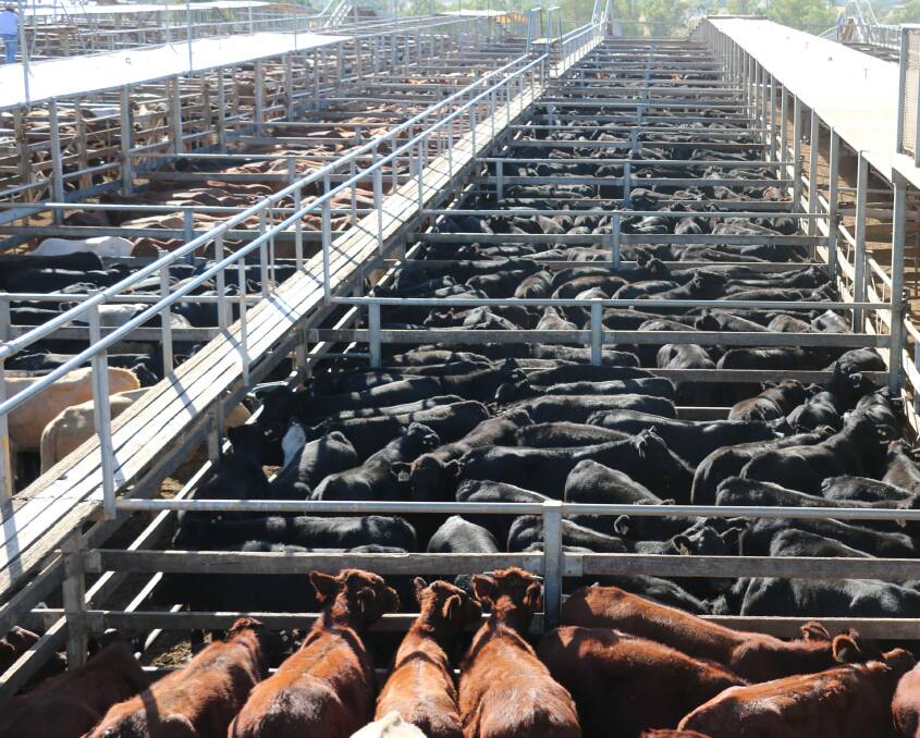 MONEY TALKS: There is some preg testing and culling happening but above all, it seems to be money that is drawing the cattle out.