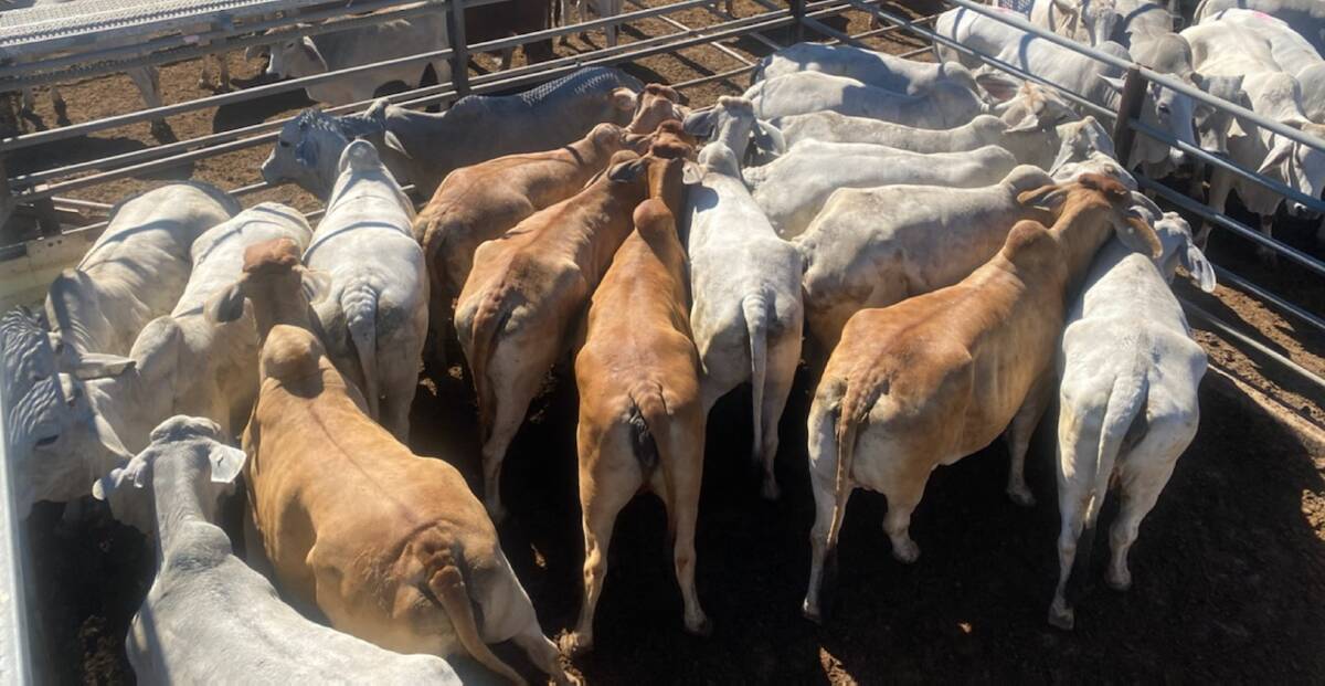 A fortnight ago southern Queensland grid rates for 4-tooth ox and heavy cow were adjusted up to 630 and 550c/kg respectively. But saleyard prices continued to head north and this week one major player added another 20c taking the grid indicators to 650 and 570c/kg.
