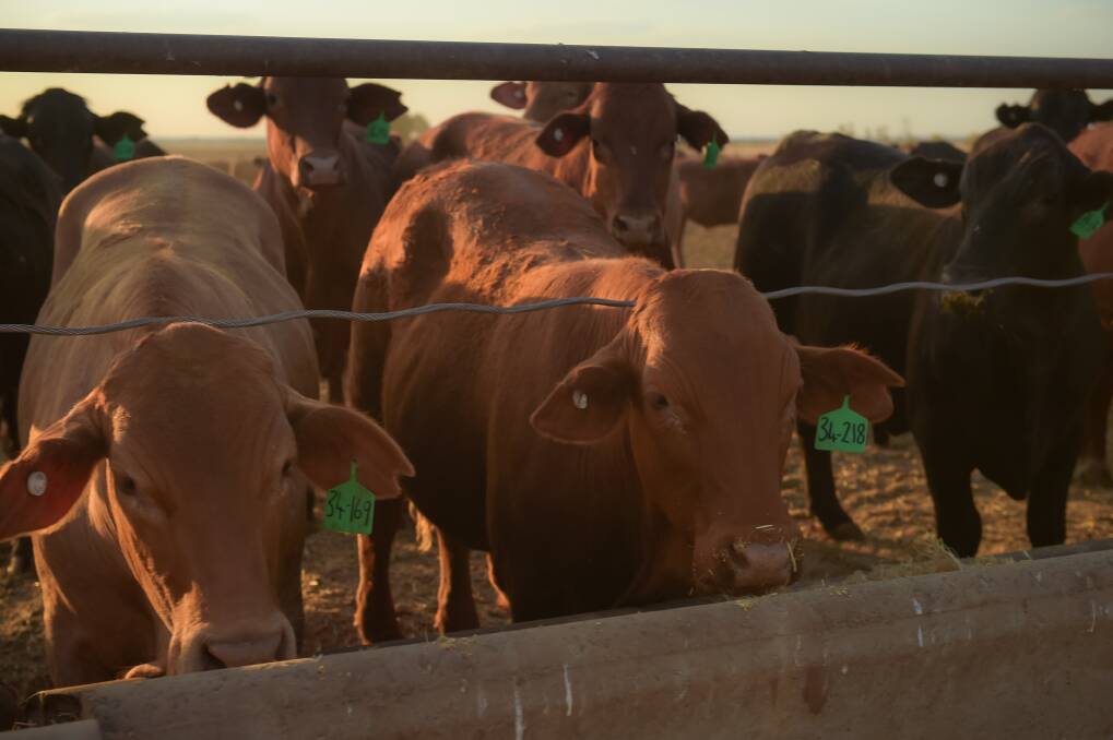 BREAKTHROUGH: BRD is one of the most common causes of illness in Australian feedlot cattle but now researchers are a step closer to developing a blood test that will enable efficient and objective diagnosis. 