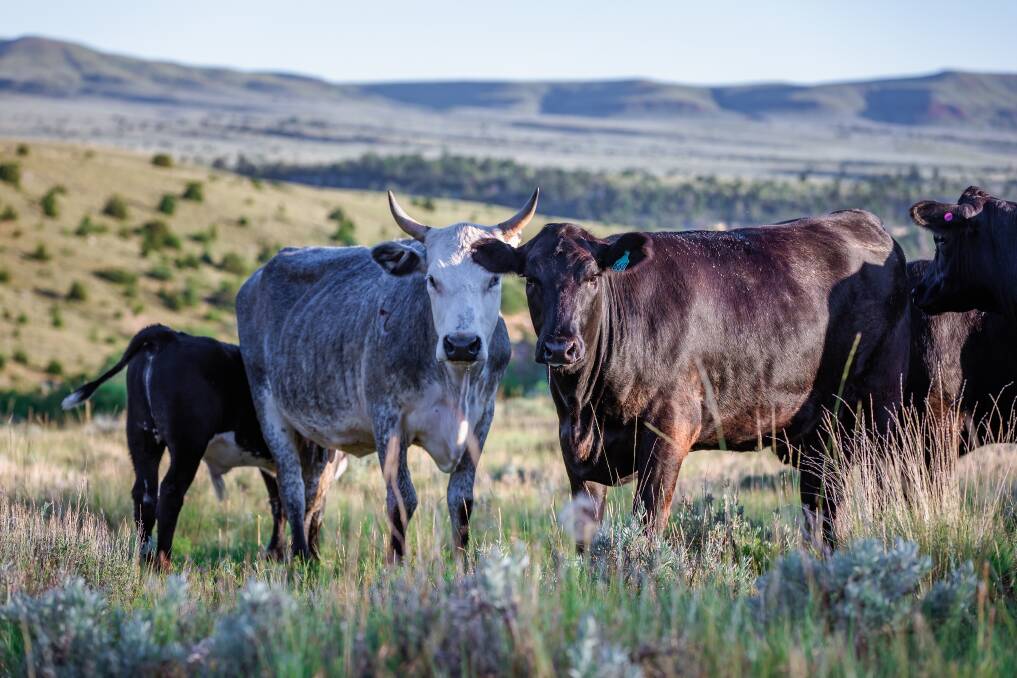 US cattle market reform push