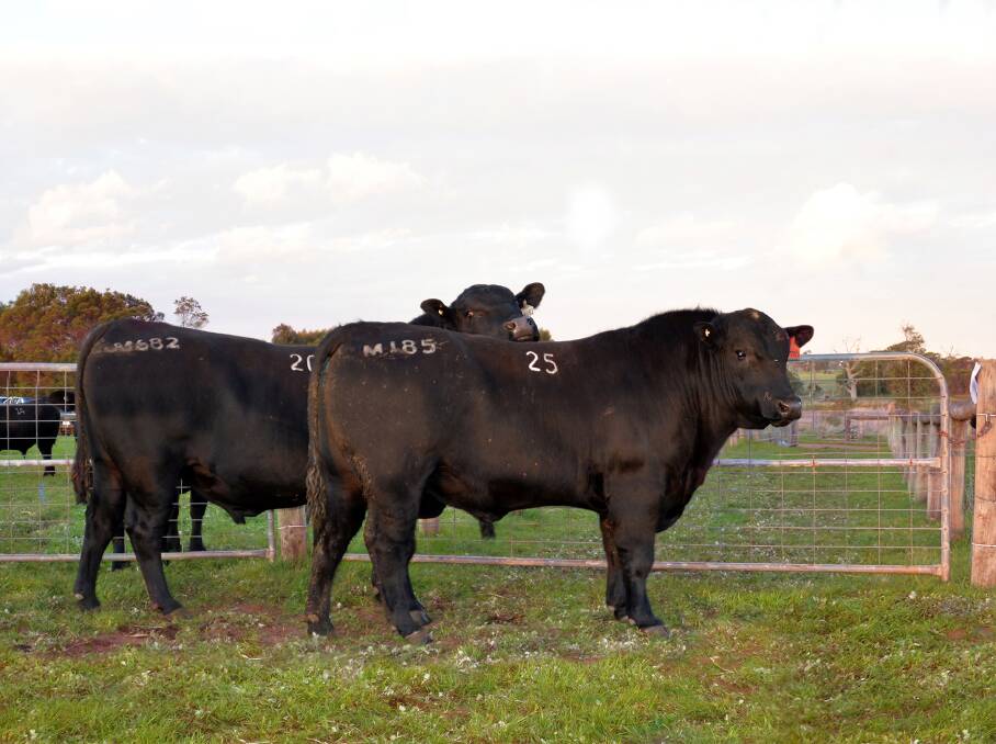 FINE DUO: These two bulls sold for the equal top price of $13,000, bought by Princess Royal, Burra, and Ellingerrin Pastoral Co, Inverleigh, Vic. 