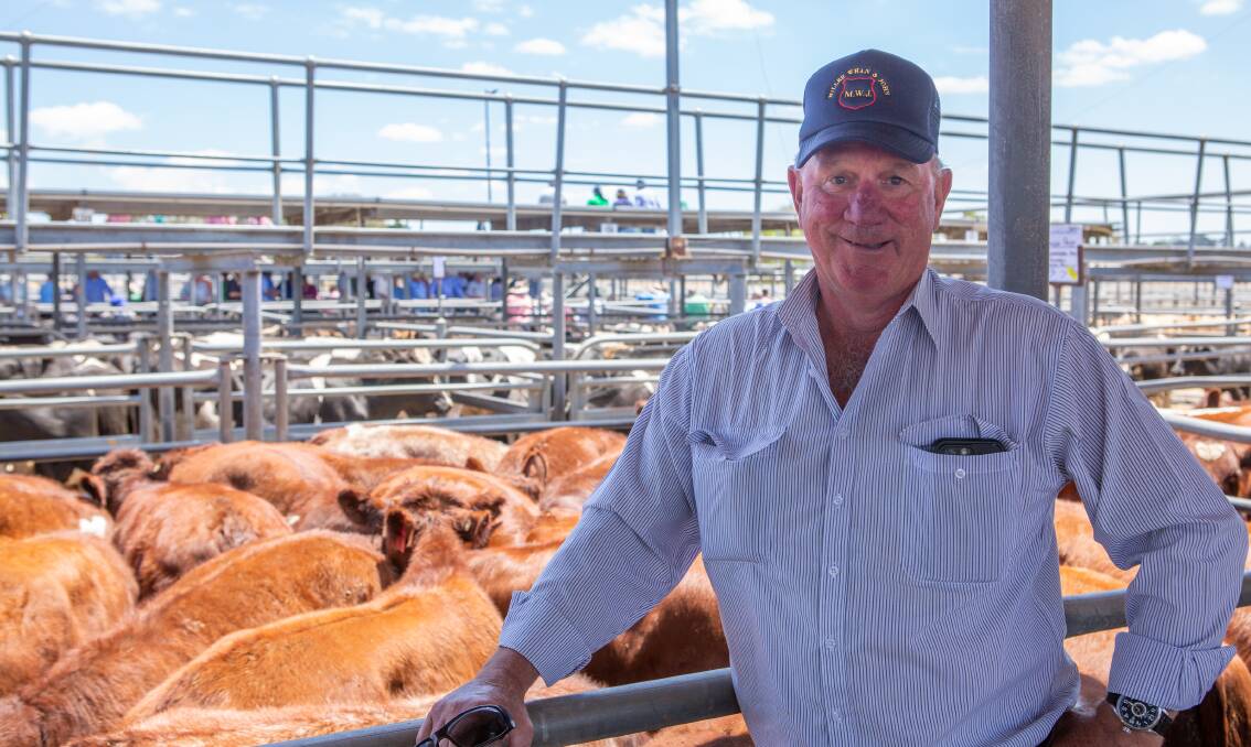 Evan Flint, Kingston, bought a line of South Bundarra, Yamburgen and Futurity blood Shorthorn steers at $1810 or $4.97/kg sold a/c Patanga Pastoral, Avenue Range. 